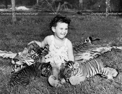 1947 - little Sheila Poland playing with Bengal tiger cubs at a Miami area animal attraction