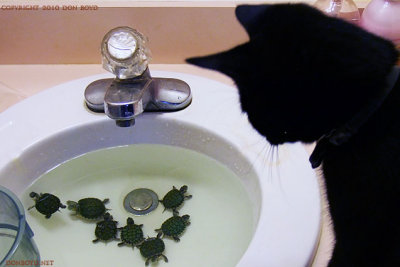 October 22, 2010 - Little Kitty wondering what those critters are in the sink