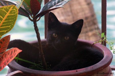 July 22, 2010 - Little Kitty relaxing in a croton pot