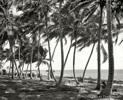 1910 - Biscayne Bay through the cocoanut trees