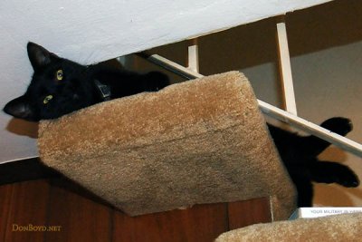 February 9, 2011 - Little Kitty trying to wake up from a good nap