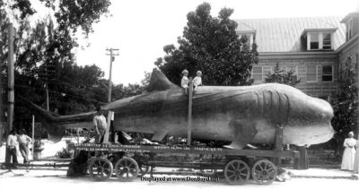 1913 - 2 kids on a dead whale shark on public display
