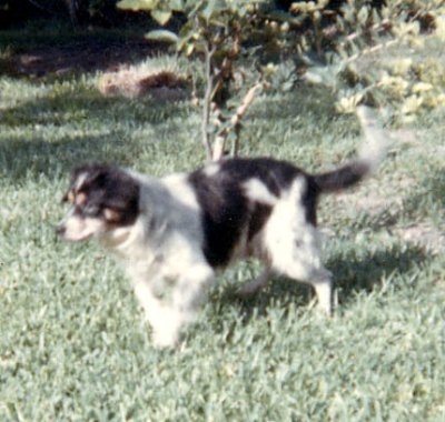 1960's - my dog Sparky