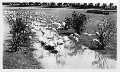 Real Photo postcard of The Flamingos Nesting at Hialeah Park