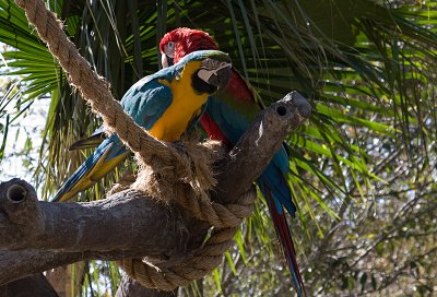 Birds of Busch Gardens