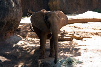 Zoo Atlanta