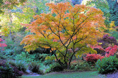 Seattle Arboretum