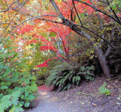 Seattle Arboretum