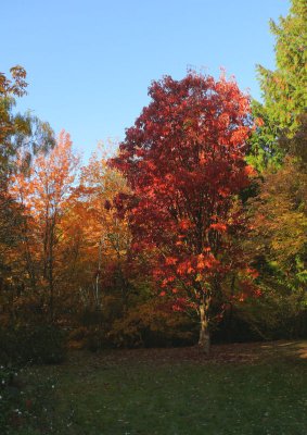 Seattle Arboretum