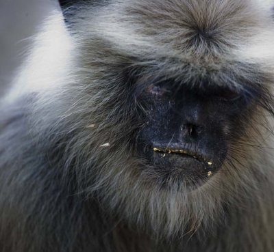 Monkies