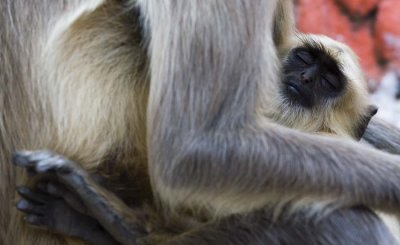 Monkies