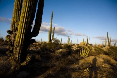 Baja California - Catavina