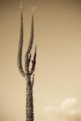 Baja California - Catavina
