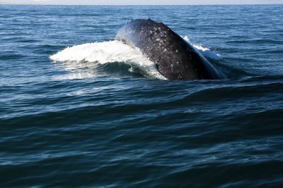 Guerrero Negro - Whale