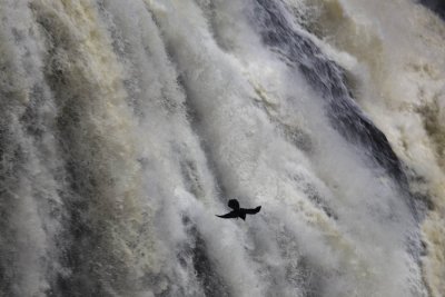 Gibbons Falls