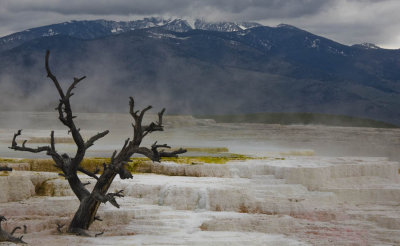 Mammoth Hot Springs