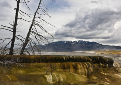 Mammoth Hot Springs