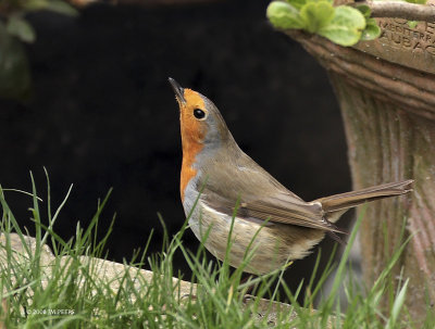 Erithacus rubecula - Rougegorge familier - European Robin