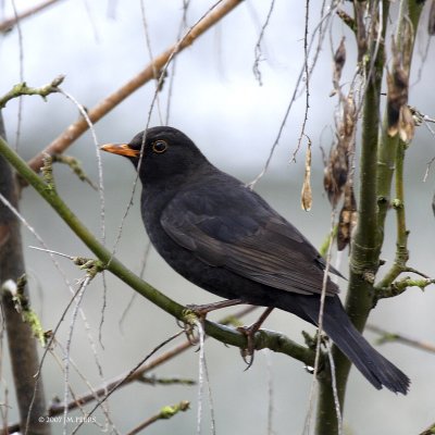 Turdus merula - Merle noir -Common Blackbird