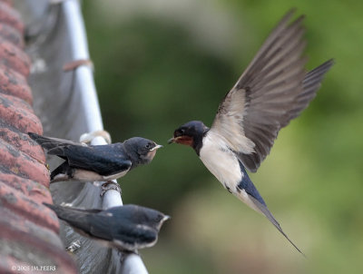 Hirundo rustica - Hirondelle rustique - Barn Swallow