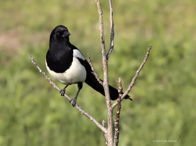 Pica pica - Pie bavarde - Eurasian Magpie