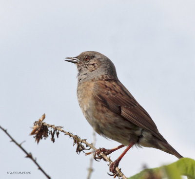 Prunella modularis - Accenteur mouchet - Dunnock