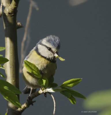 Cyanistes caeruleus - Msange bleue - Eurasian Blue Tit