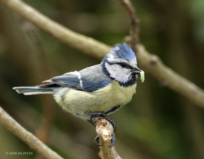 Cyanistes caeruleus - Msange bleue - Eurasian Blue Tit