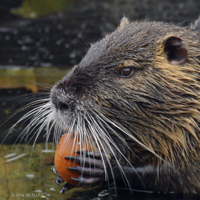 Mr Smart Whiskers