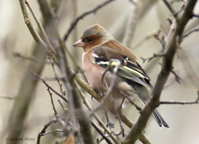 Fringilla coelebs - Pinson des arbres - Common Chaffinch