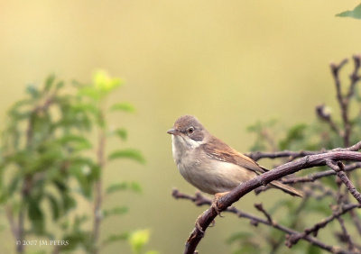 Sylvia communis - Fauvette grisette - Common Whitethroat