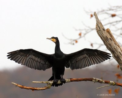 Phalacrocorax carbo