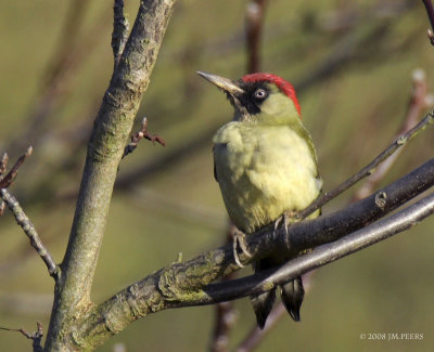 Picus viridis