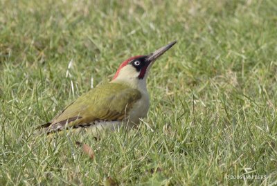 Picus viridis