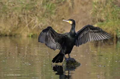 Phalacrocorax carbo