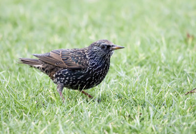 Sturnus vulgaris - Etourneau sansonnet - Common Starling