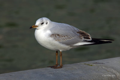 Larus ridibundus