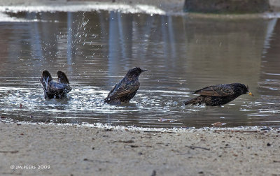 Sturnus vulgaris - Etourneau sansonnet - Common Starling