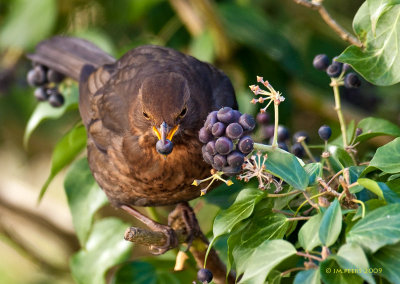 Turdus merula - Merle noir -Common Blackbird