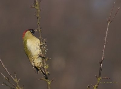 Picus viridis