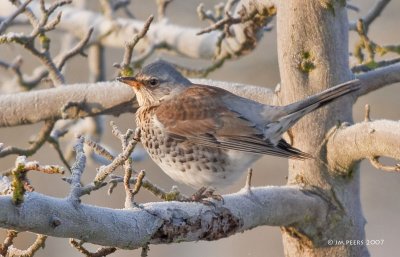 Turdus pilaris - Grive litorne - Fieldfare