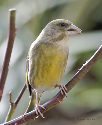 Carduelis chloris - Verdier d'Europe - Greenfinch