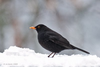 Turdus merula - Merle noir -Common Blackbird