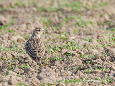 Alauda arvensis - Alouette des champs - Eurasian Skylark