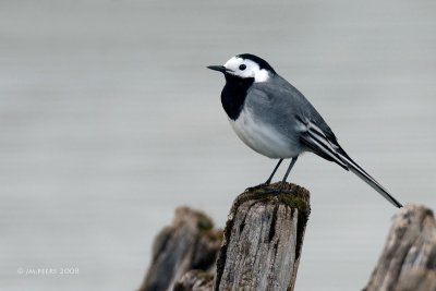 Motacilla alba - Bergeronnette grise - White Wagtail