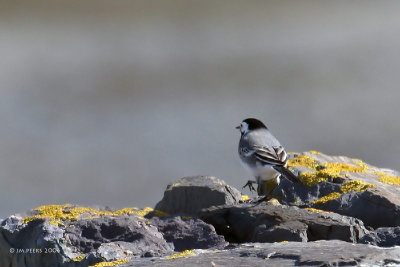 Motacilla alba - Bergeronnette grise - White Wagtail