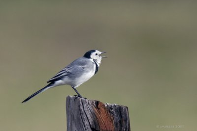 Motacilla alba - Bergeronnette grise - White Wagtail