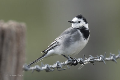 Motacilla alba - Bergeronnette grise - White Wagtail