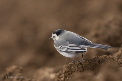 Motacilla alba - Bergeronnette grise - White Wagtail