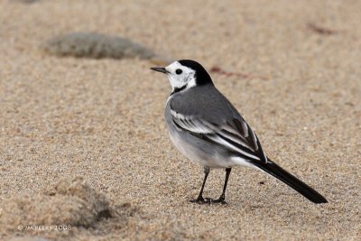 Motacilla alba - Bergeronnette grise - White Wagtail